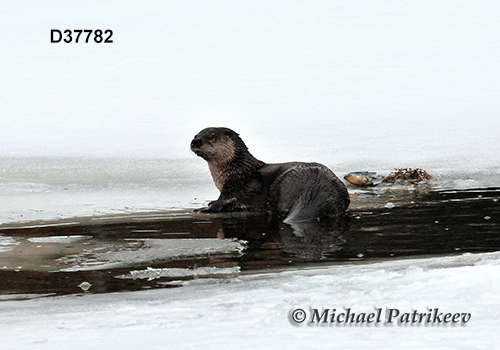 North American River Otter (Lontra canadensis)